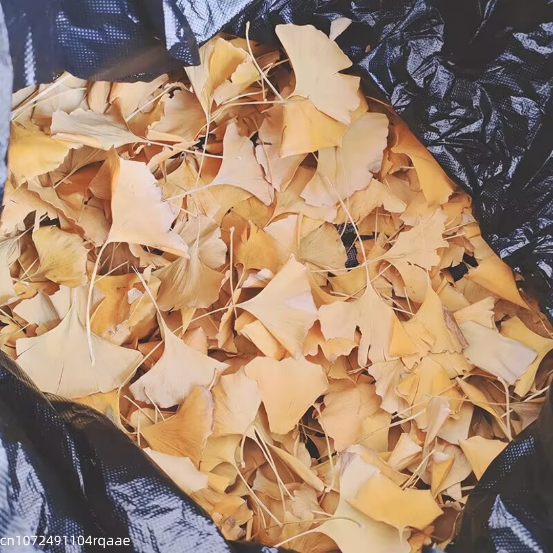 Natürliche Getrocknete Ginkgo  – Soap Making In Home Bewertung und Preis