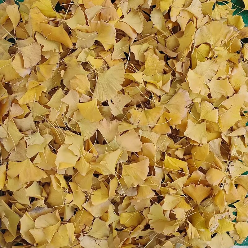 Natürliche Getrocknete Ginkgo  – Soap Making In Home Bewertung und Preis